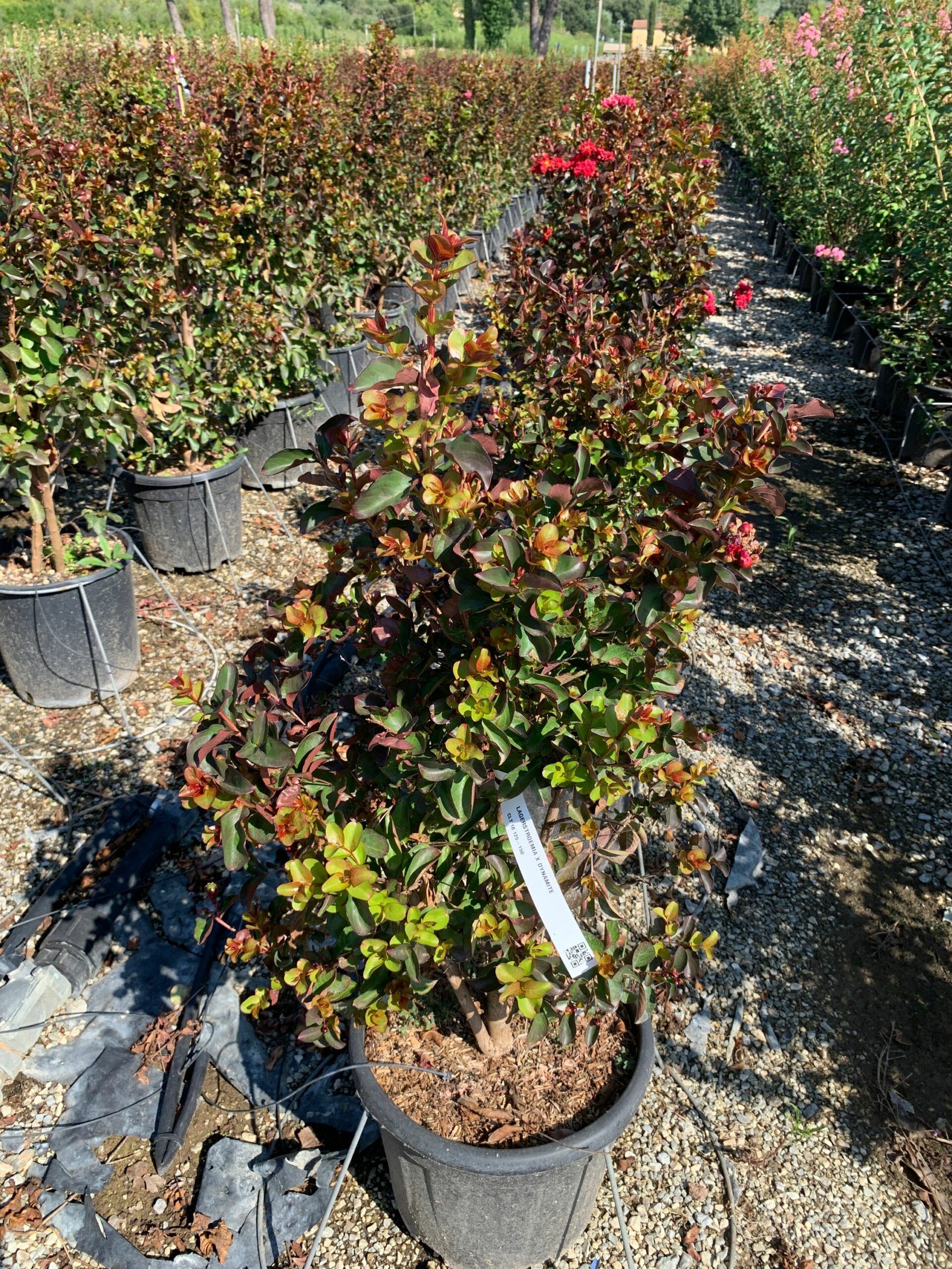 1662108582 scaled 72352c47