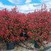 1682669201 Photinia Carr rouge clt35 160 180 7248132e