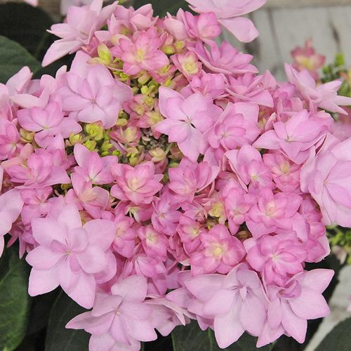 HYDRANGEA macrophylla 'You and Me Forever' ®