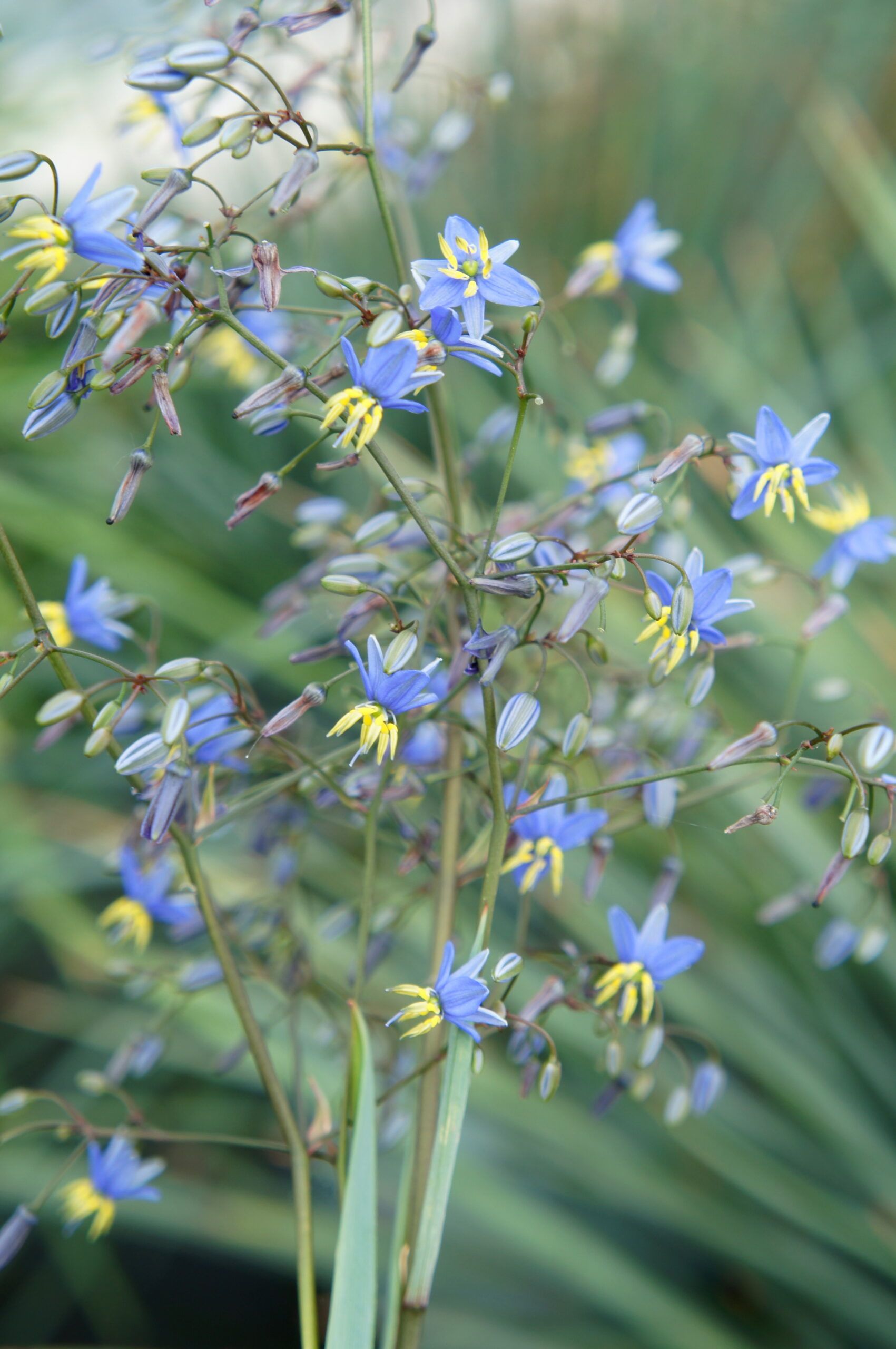 DIANELLA revoluta 'Coolvista' ®