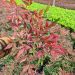 nadreli Nandina Red Light Pot scaled 731e0bf3