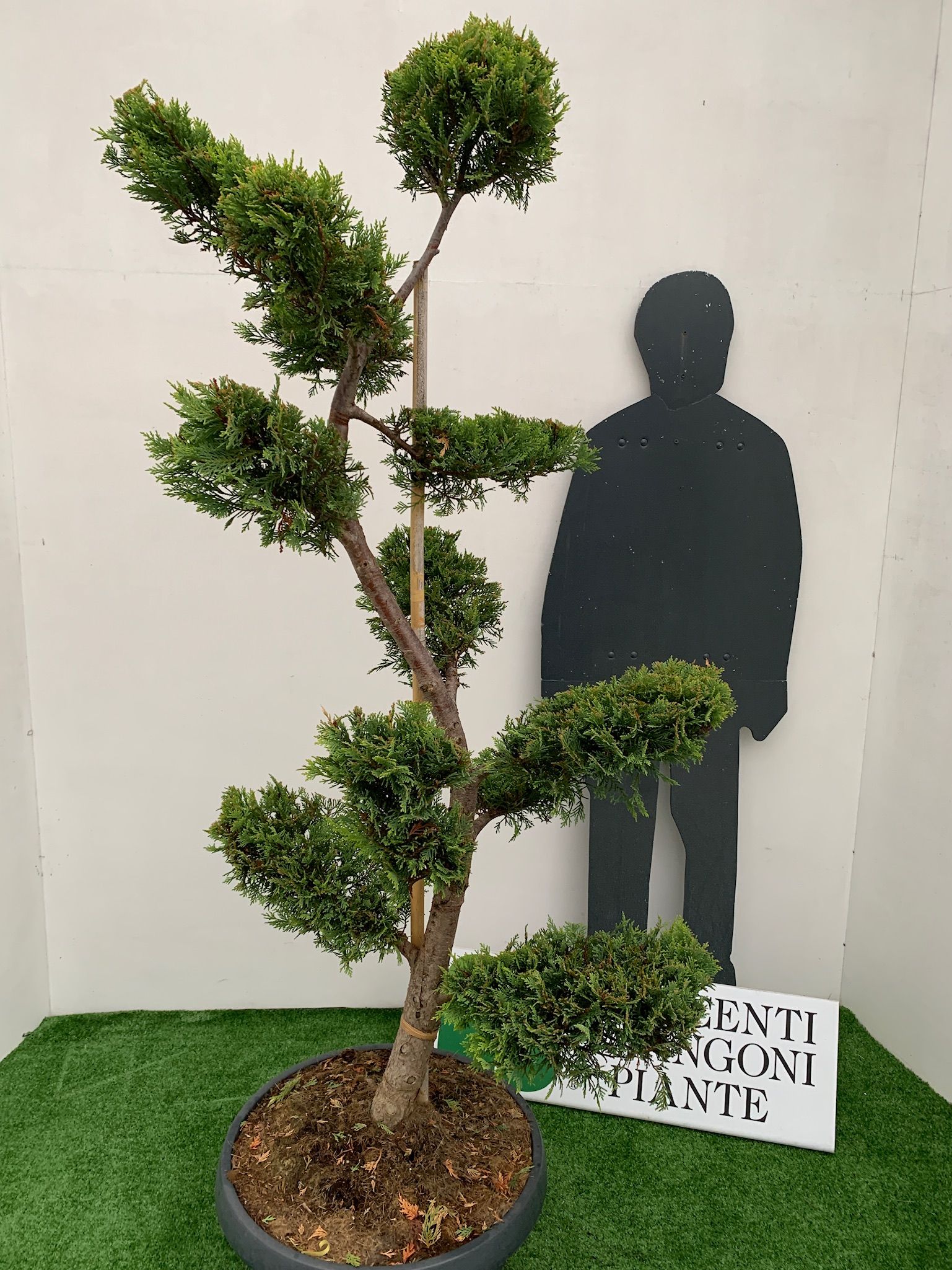 1610879086 6 Cupressocyparis leylandii Castlew. Gold Coupe 50 160 180 Bonsai tronc S 747c4bf7