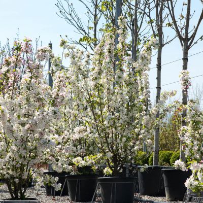 MALUS 'Evereste' ®