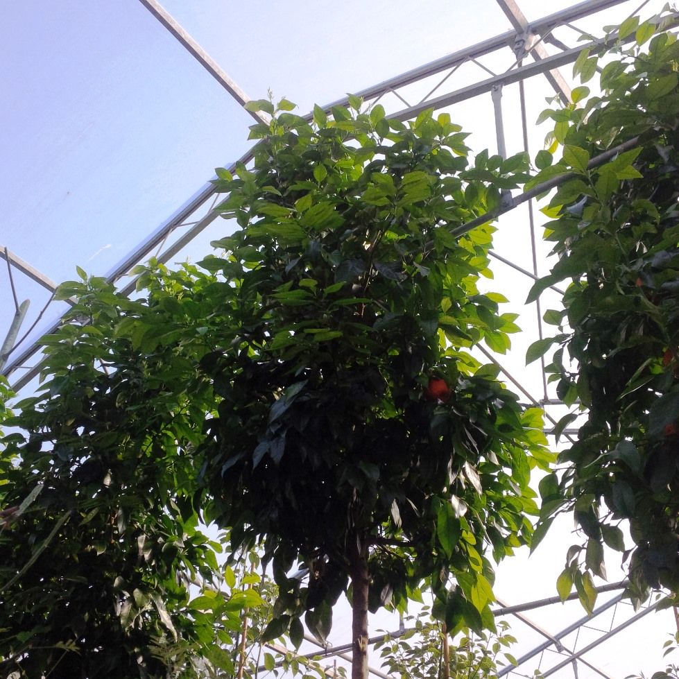 1643119601 Citrus Aurantium 20 25 7444e4de