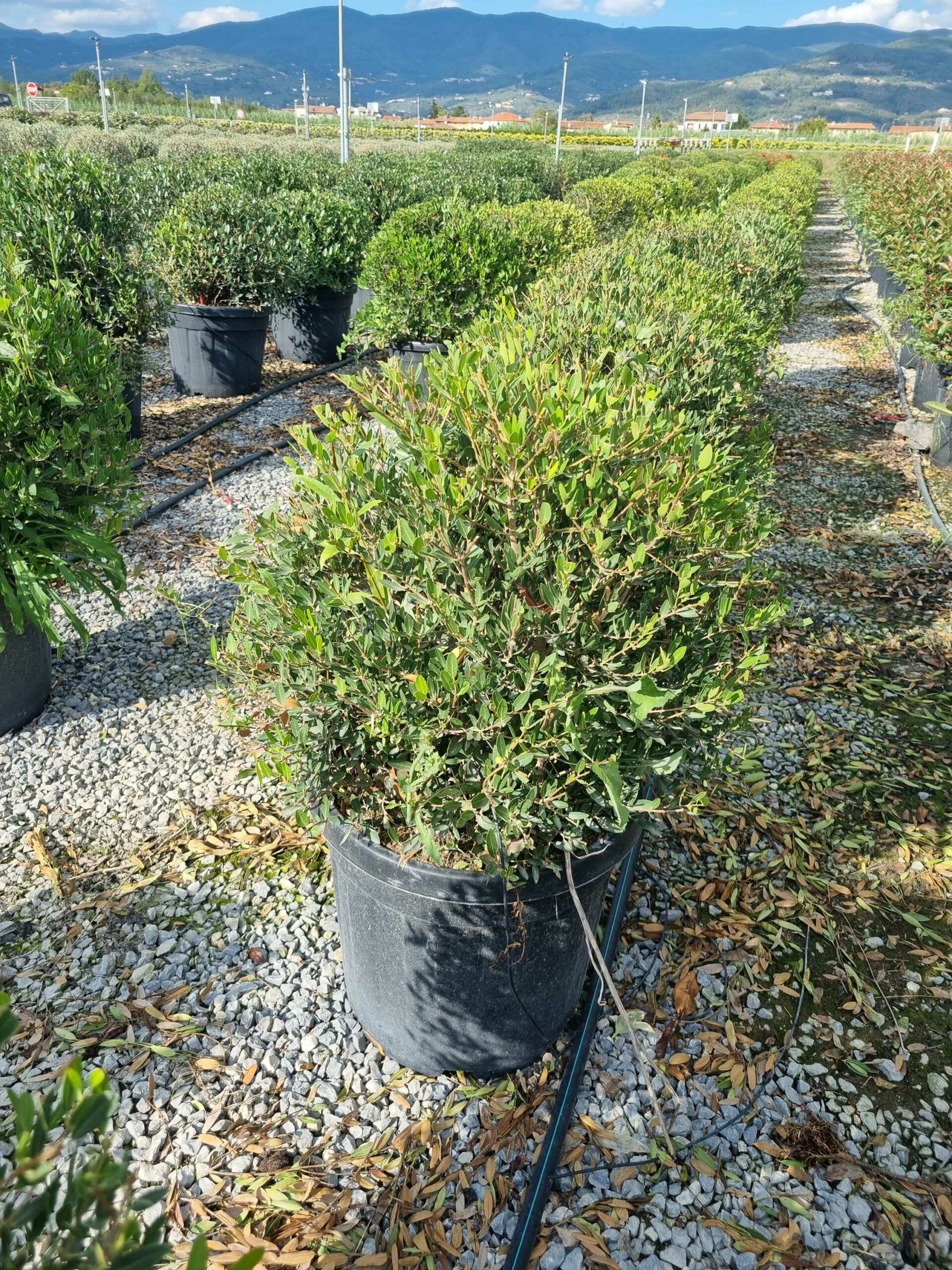 1663597497 scaled 74e39ec1