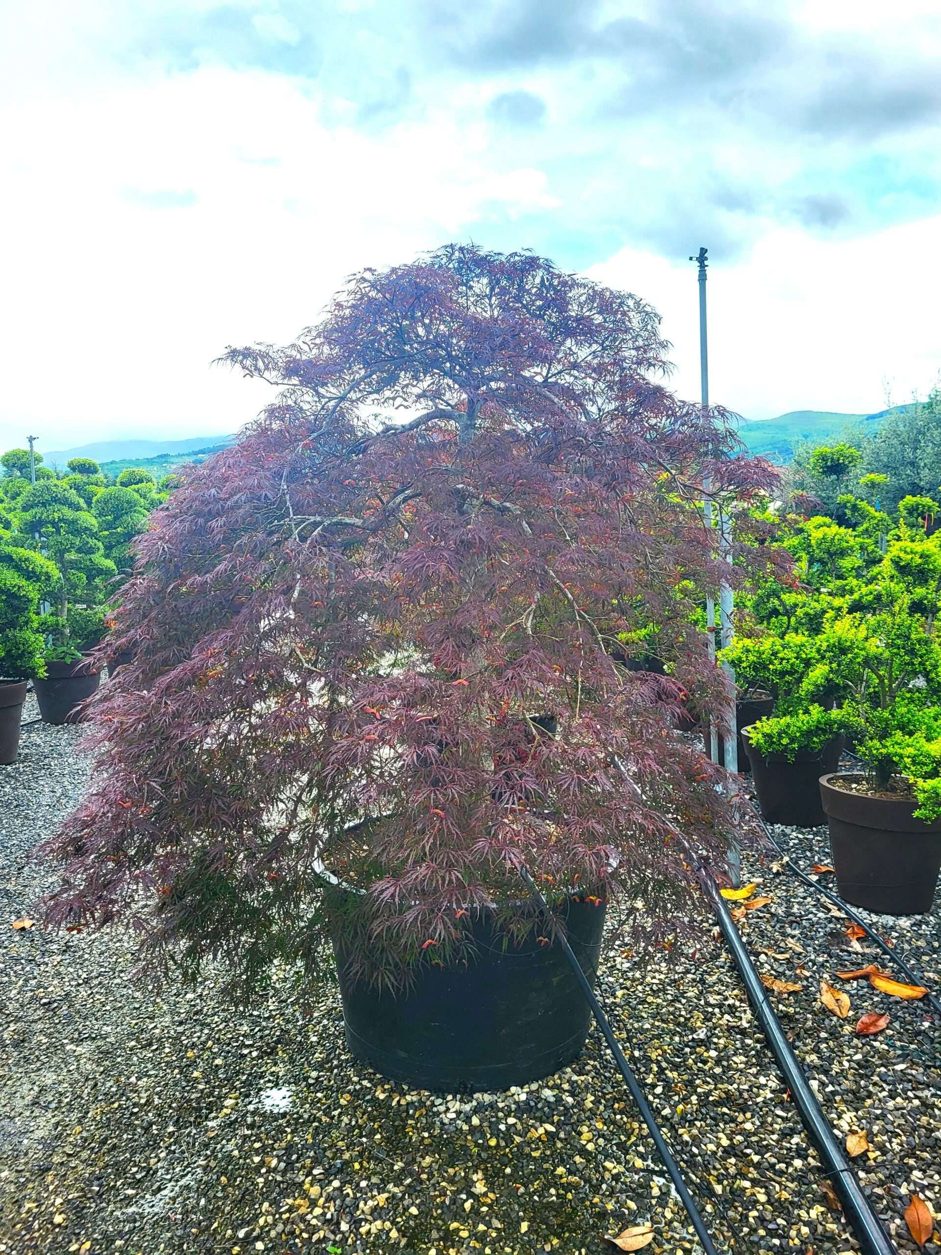 1684316114 scaled 74e6d820