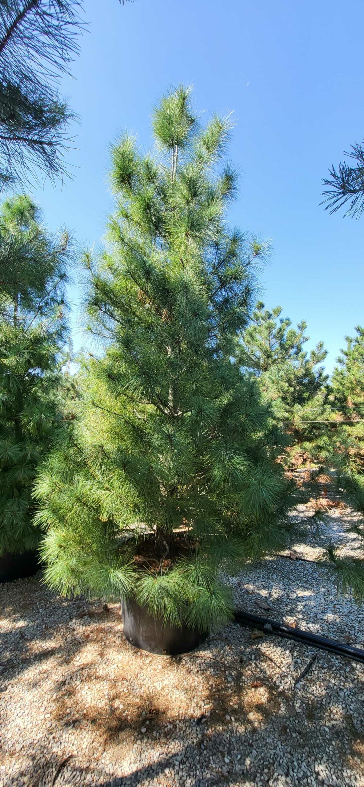 1694164721 scaled 74376547