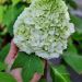 Hydrangea quercifolia TARA 4 scaled 74b2b215