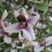 Philadelphus Petite Perfume Pink 10 scaled 745c2049