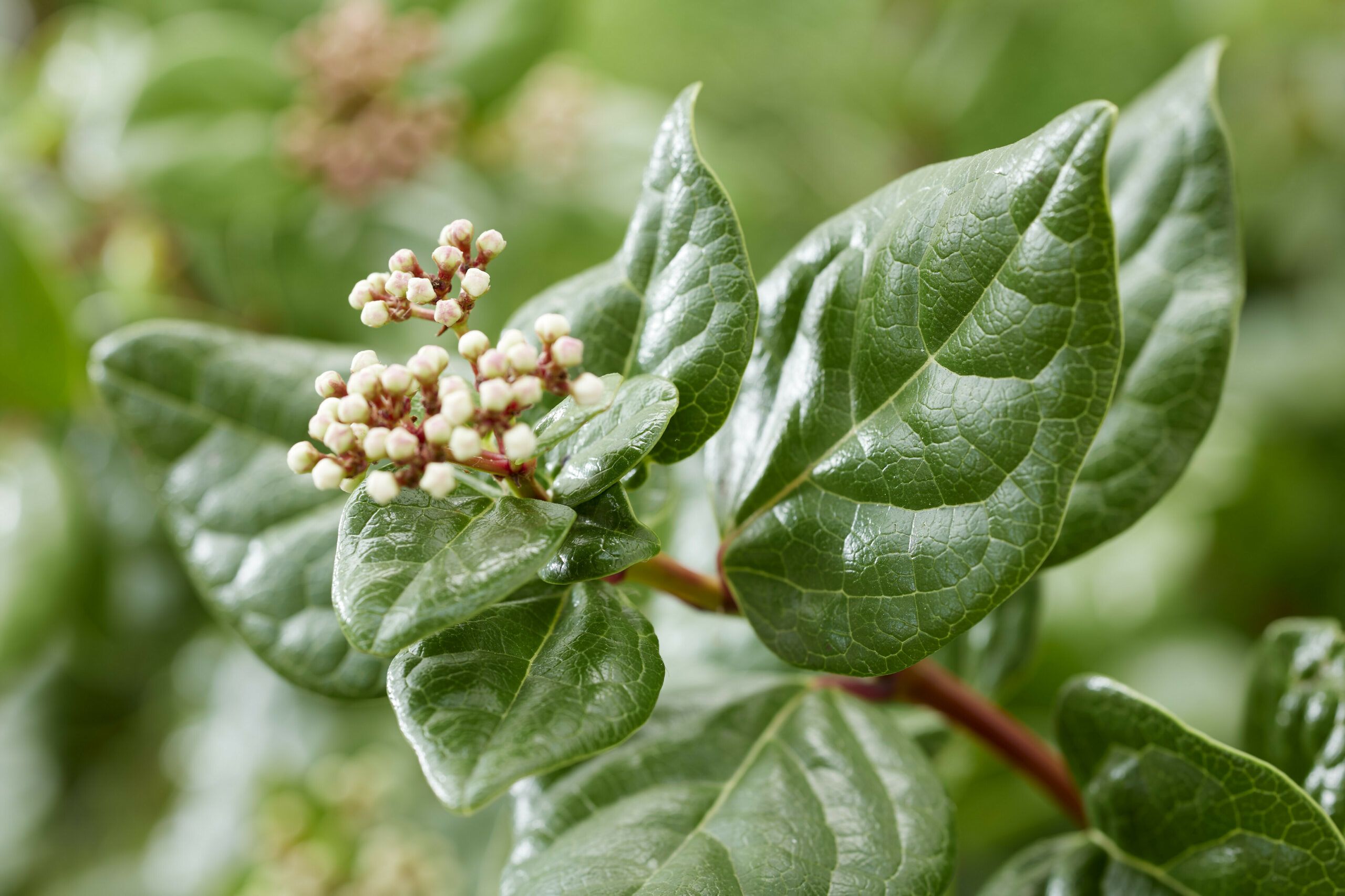 Viburnum Rock n Rolla 15 scaled 74f66389