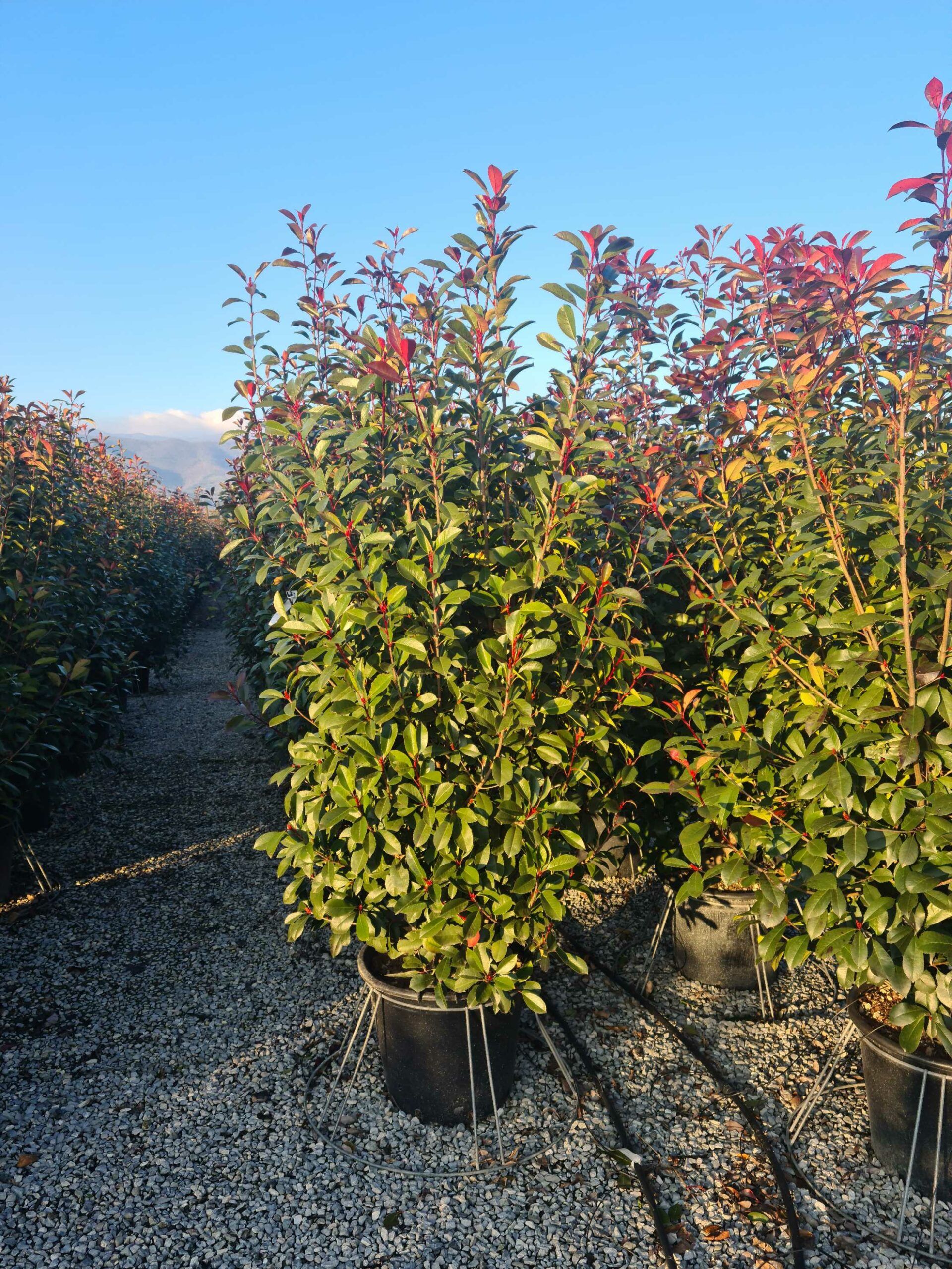 1642777958 scaled 759b62b4