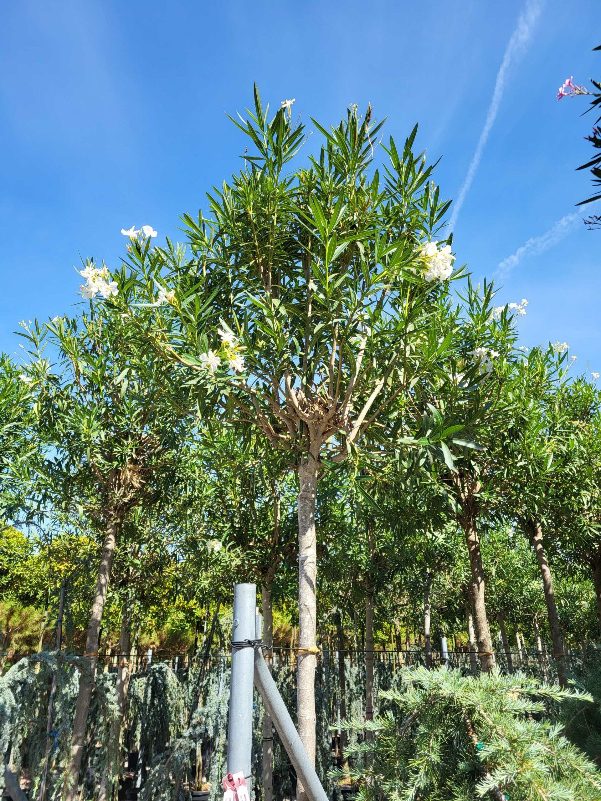 1691570229 scaled 75caf6dd