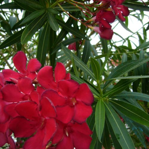 NERIUM oleander 'Rosso Doppio'
