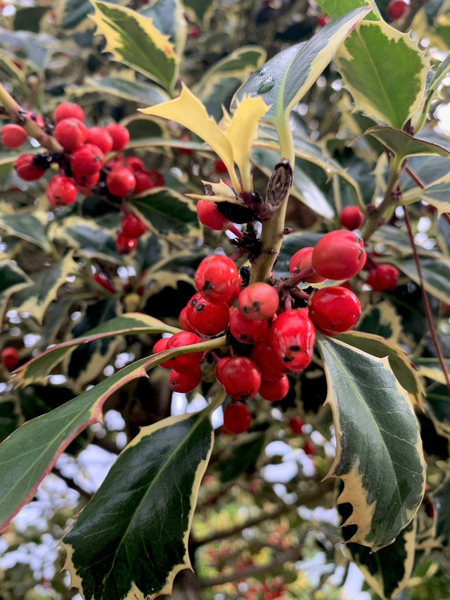 1624377610 8bis Ilex aquifolium Argenteomarginata Clt 130 175 200 Cone 240 00 76a69dd0