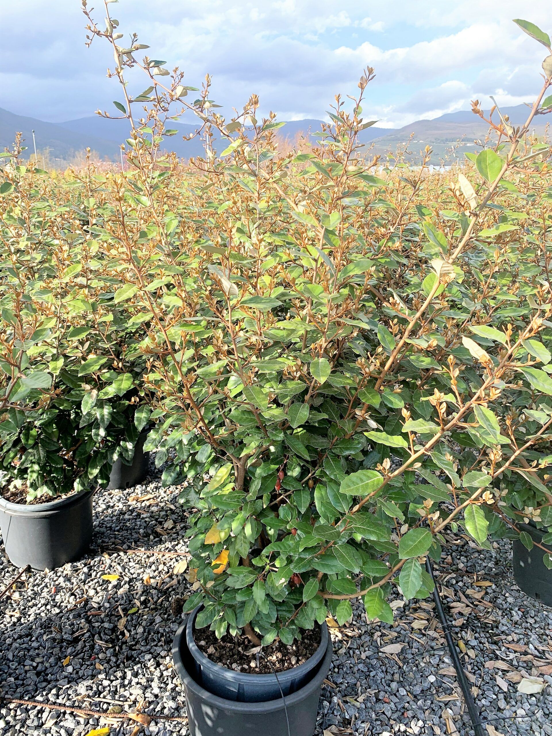 1650532905 compacta scaled 76a8e184