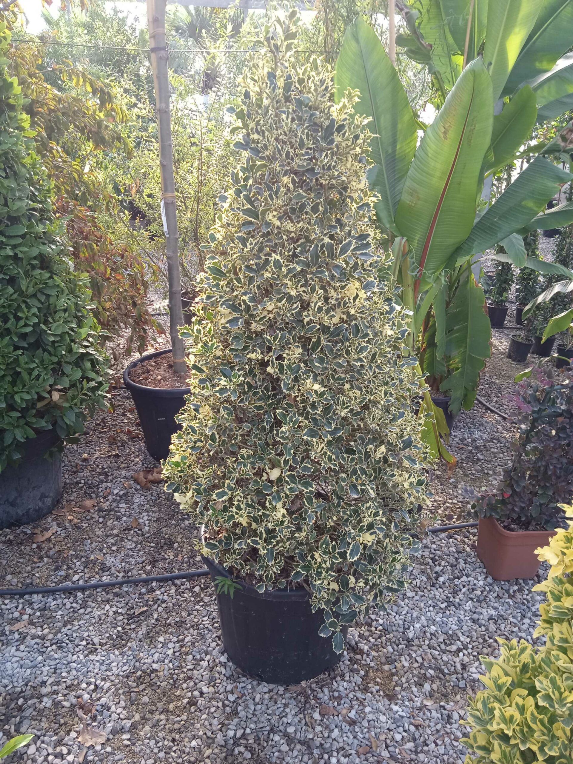 1662447195 scaled 768c8080