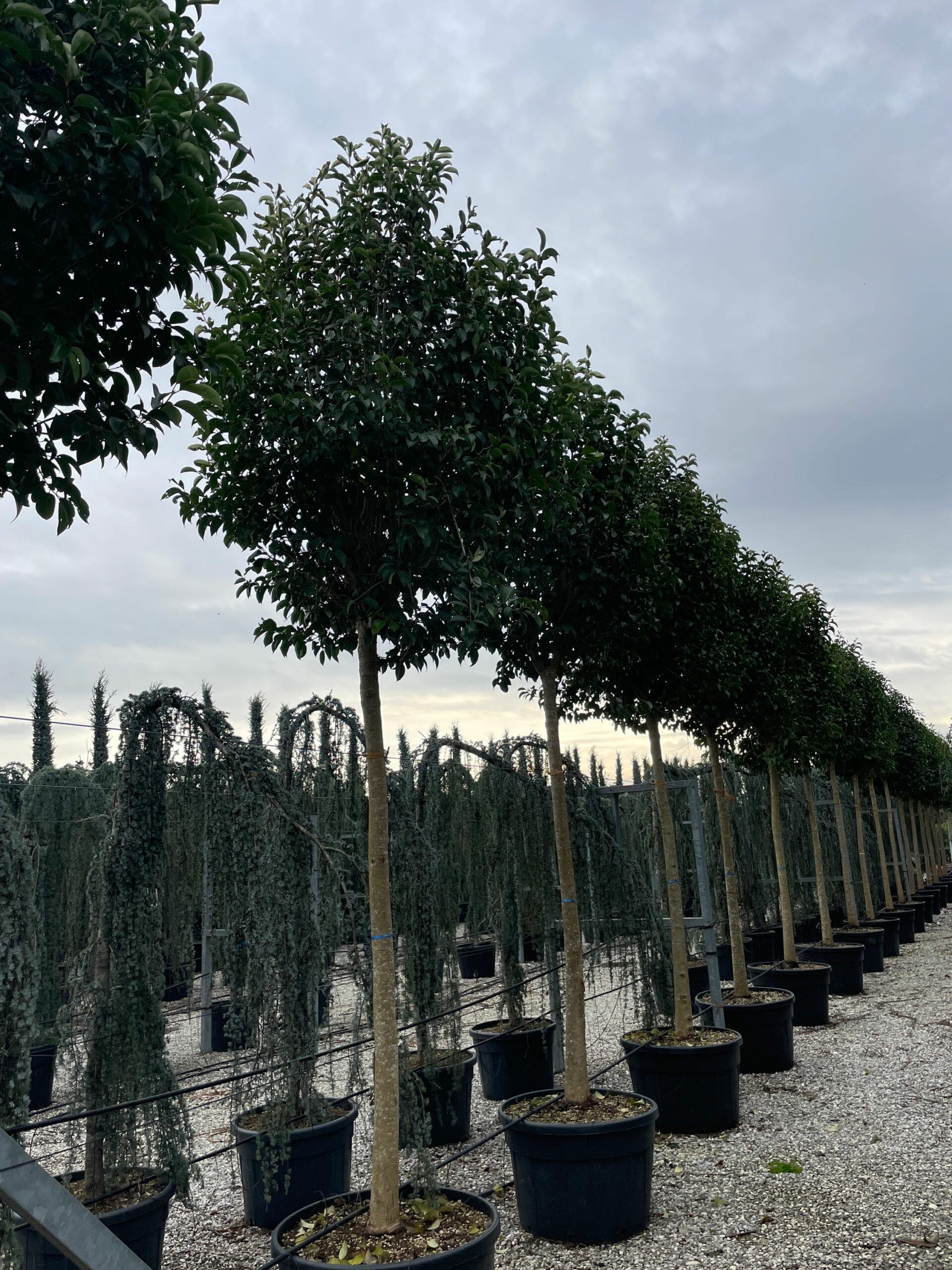 1671456891 scaled 76e66a21