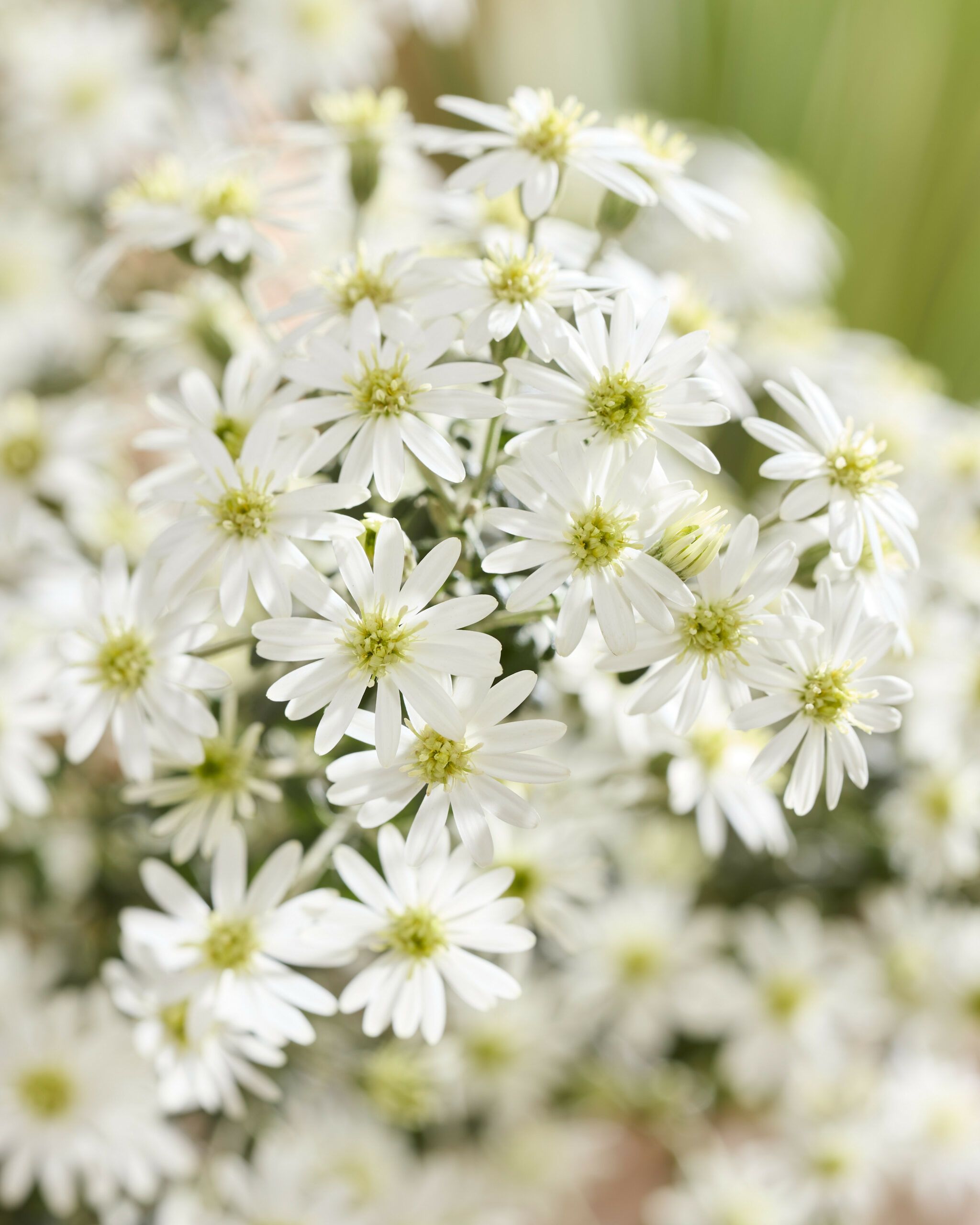 Olearia Spring Bling 27 scaled 7645a842
