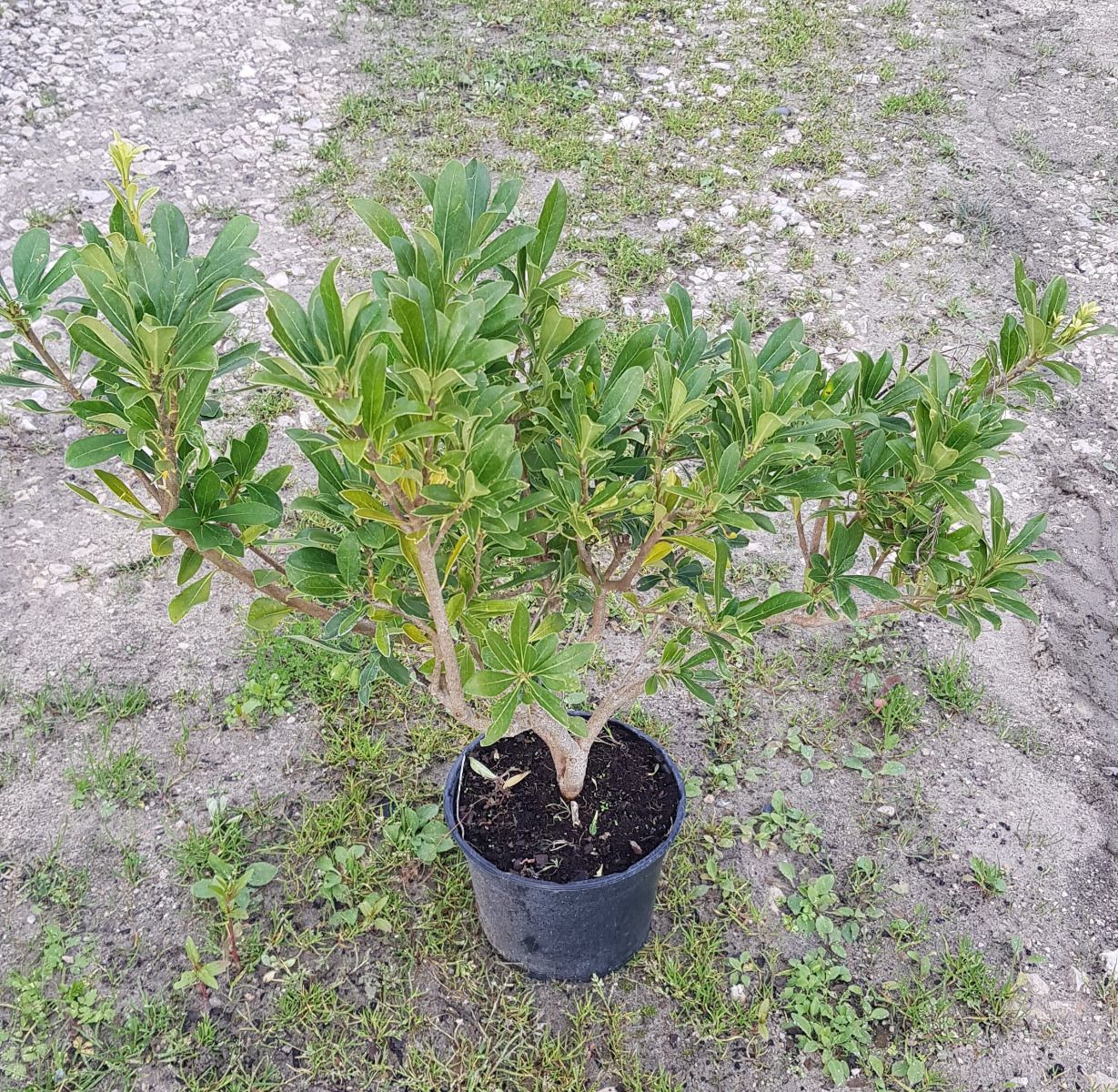 PITTOSPORUM tobira x heter 'Green Mound' ®