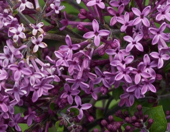 syringa dark purple 2 76e5c448