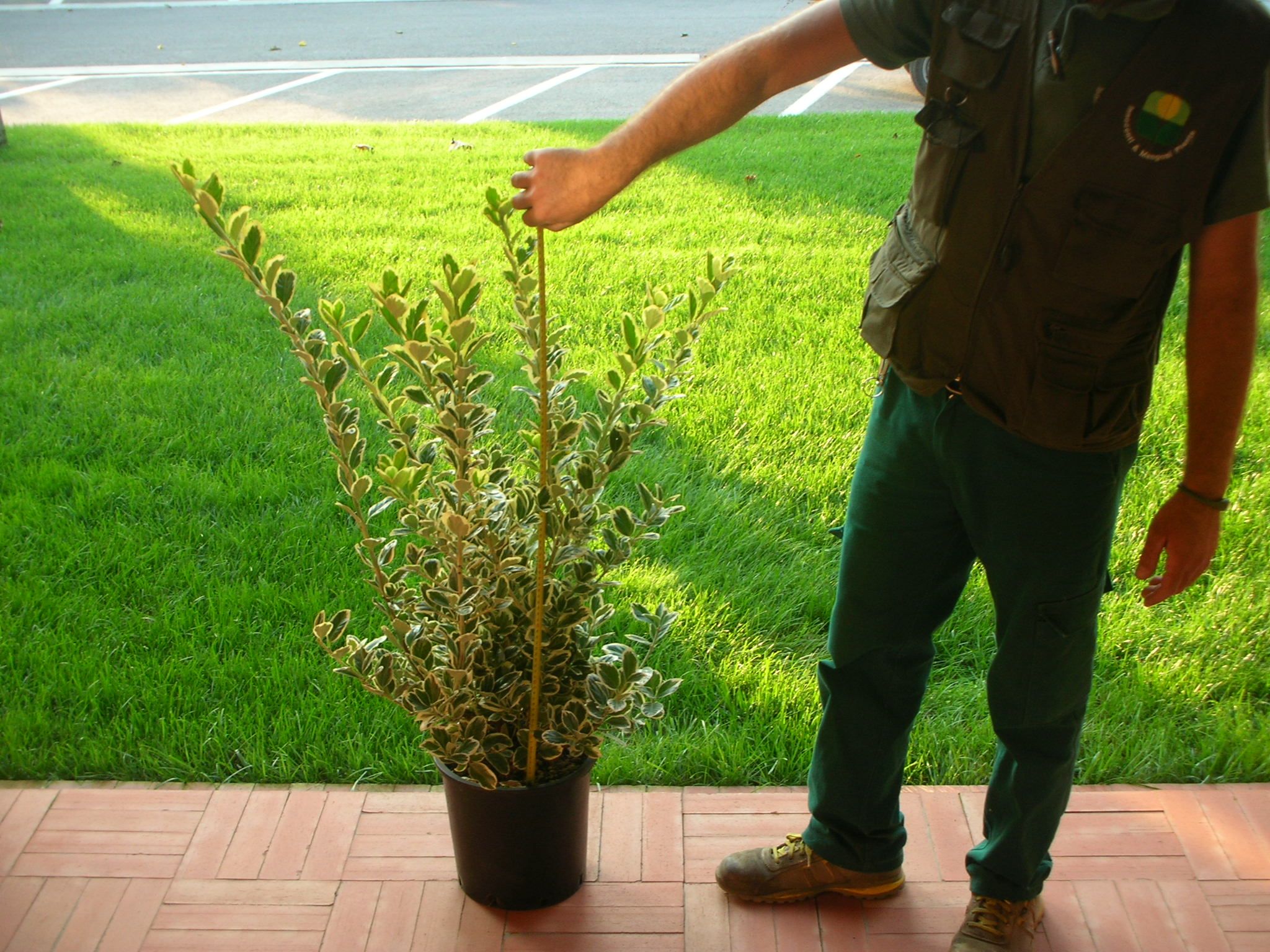 1610737814 euonimus bravo c10 77575a07