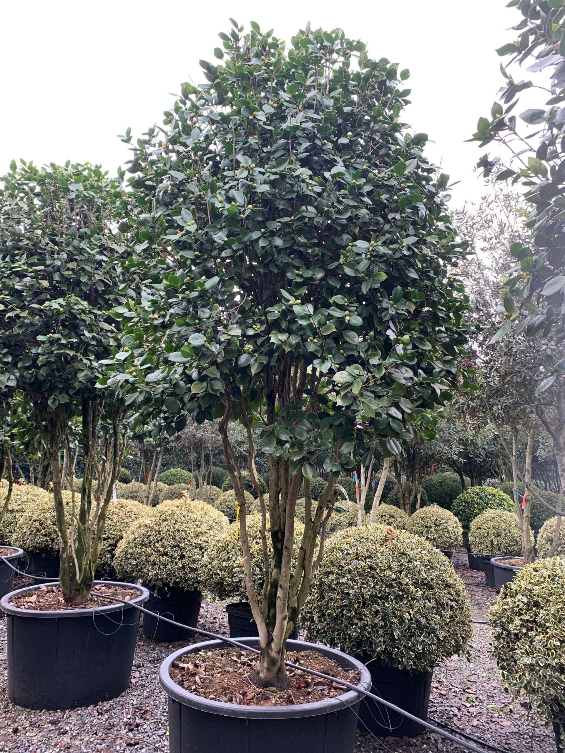 1641205932 scaled 7711038a