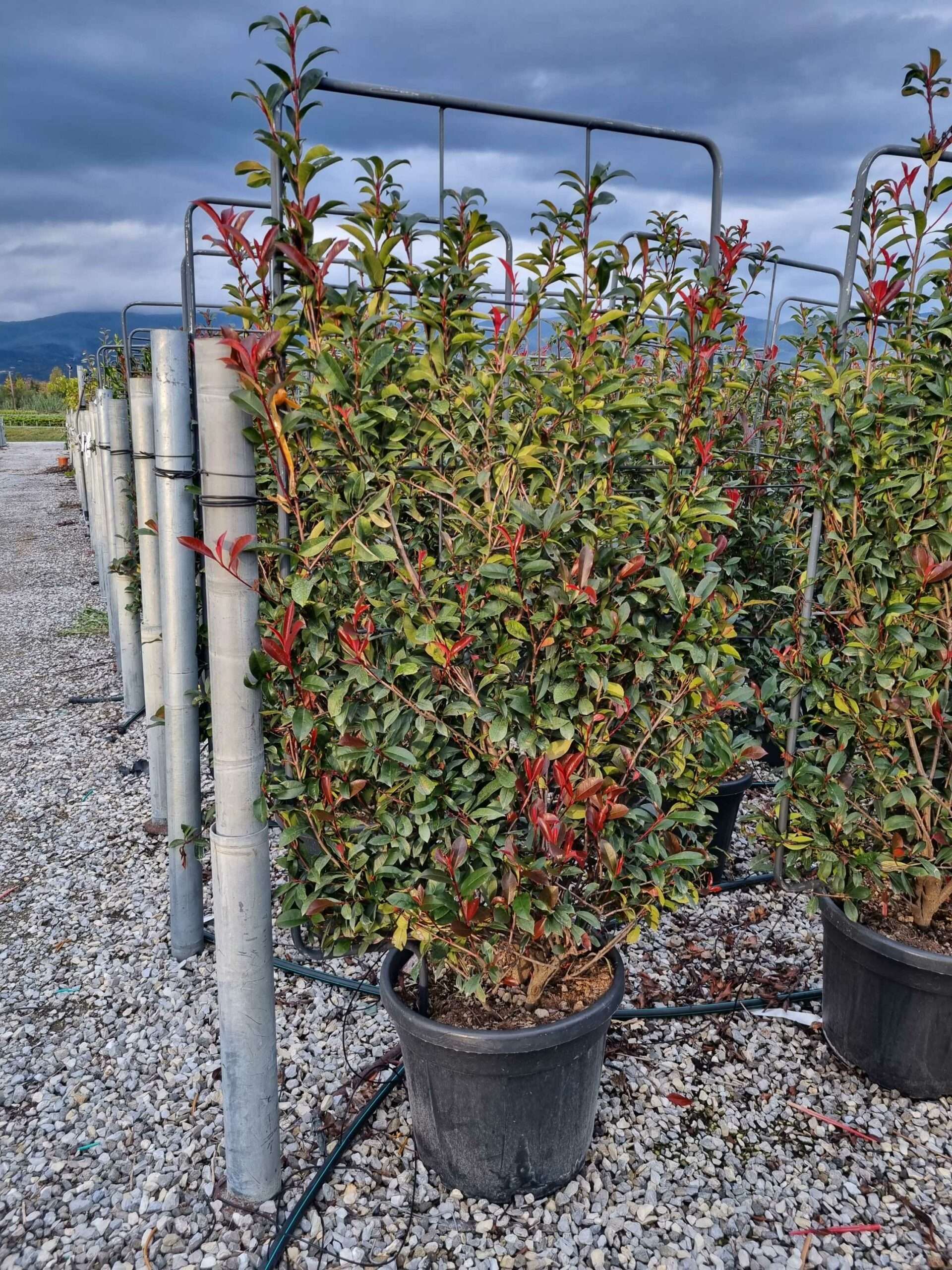 1668005103 scaled 77d0f98c