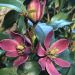 Magnolia Stellar Ruby 4 scaled 775296b5