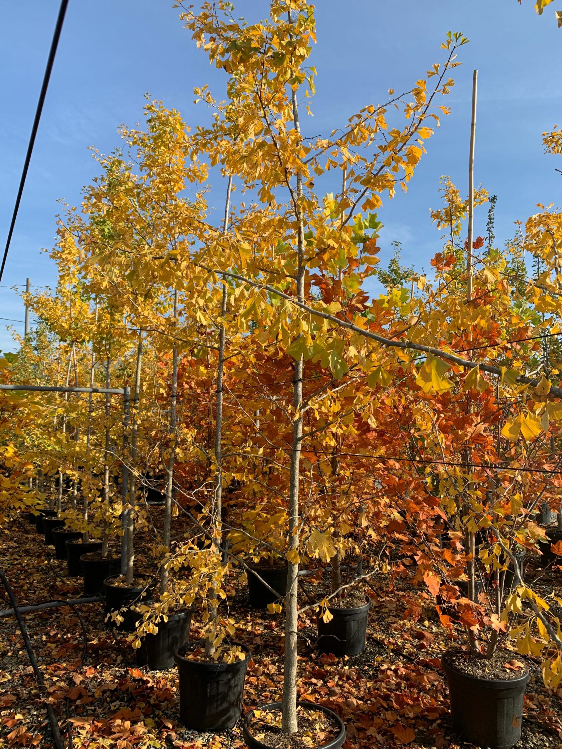 1635495904 scaled 7806abc9