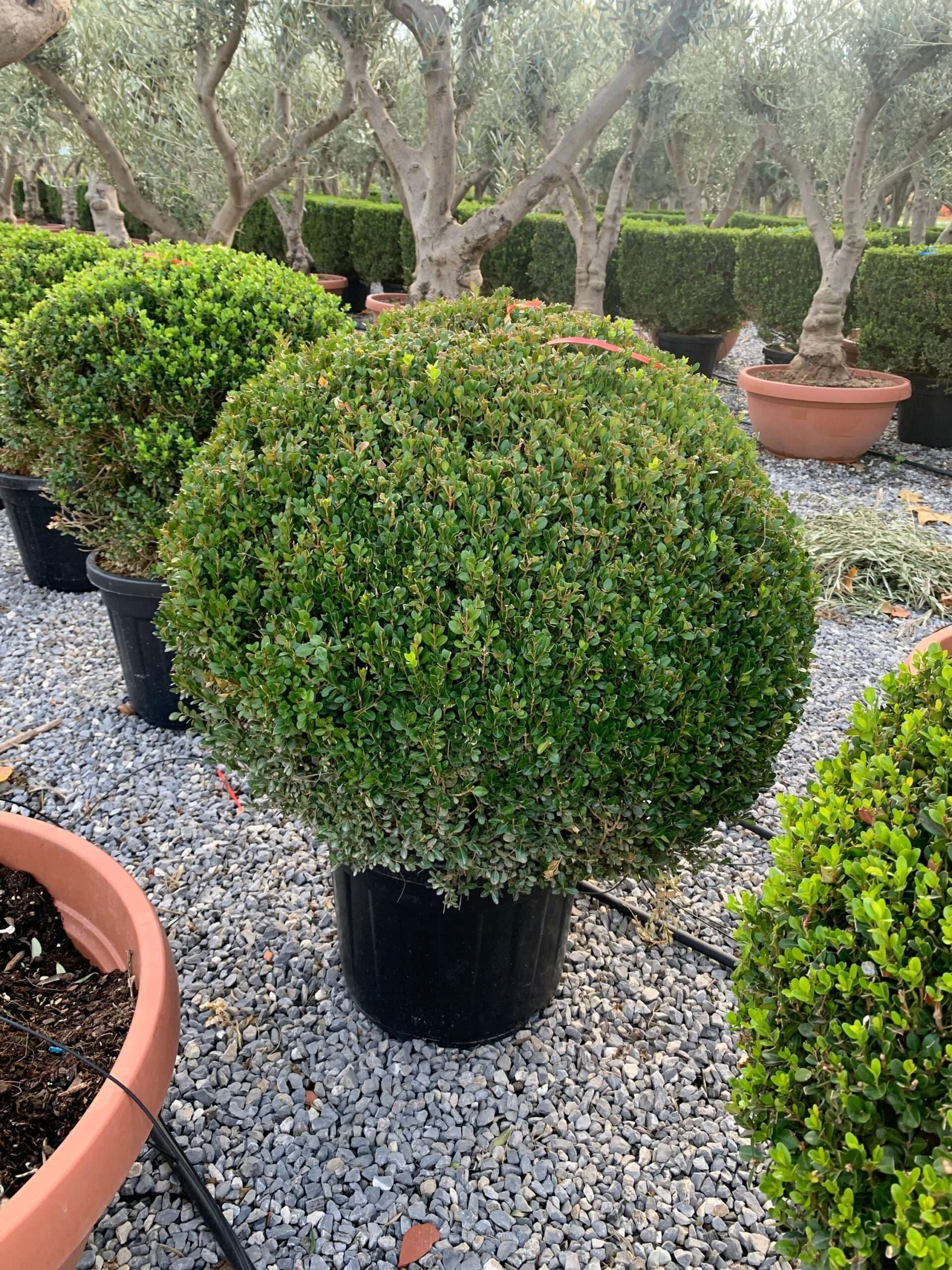 1636555338 scaled 78461e1c