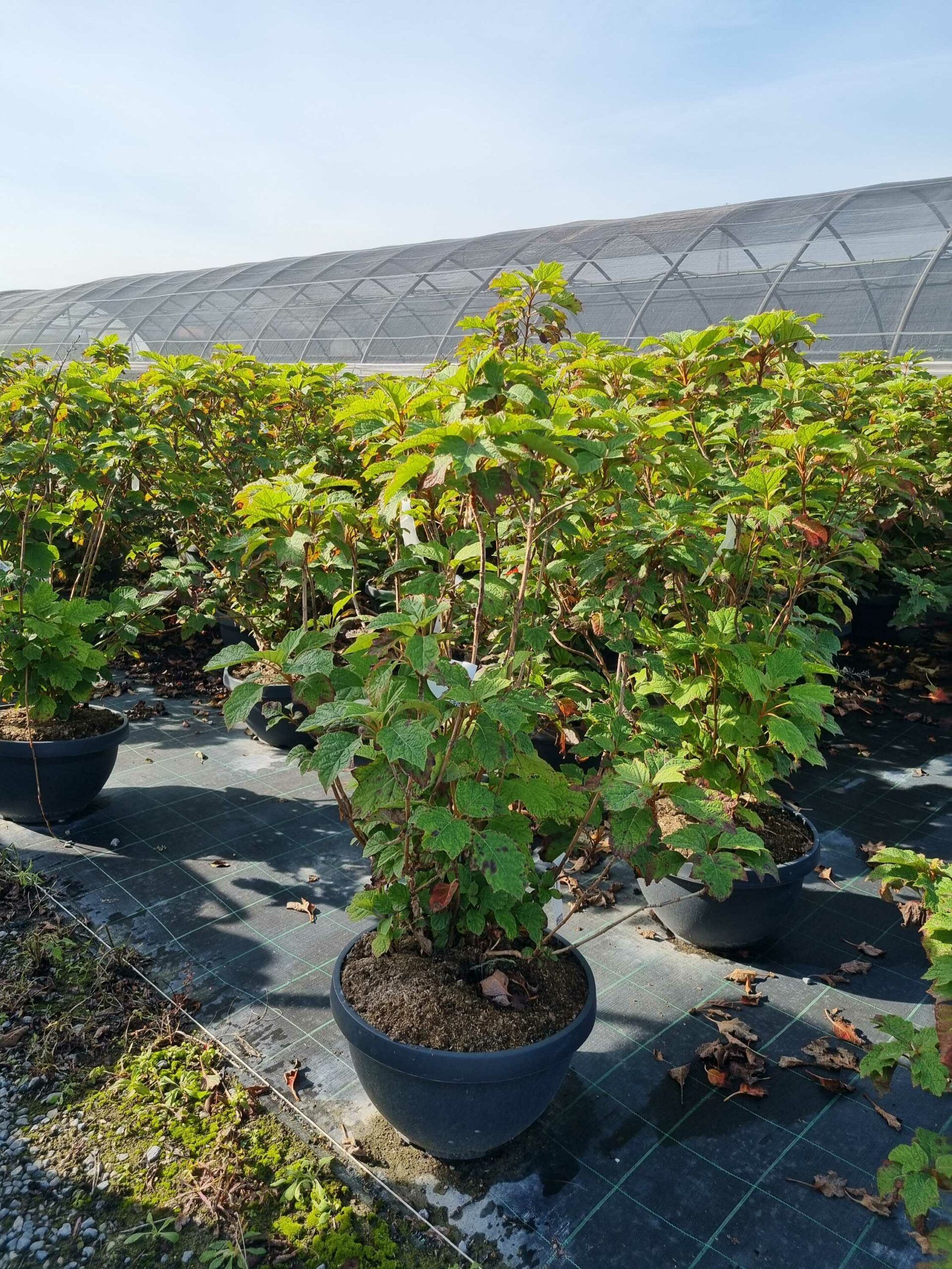 1665566432 scaled 78d7870d