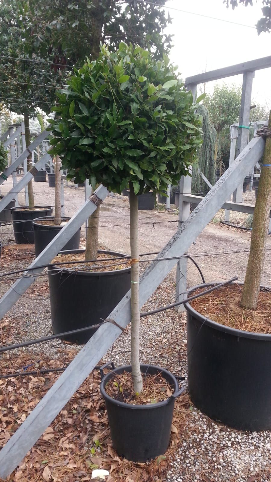 1670852814 laurus nobilis half std 60 70 786cfc3a