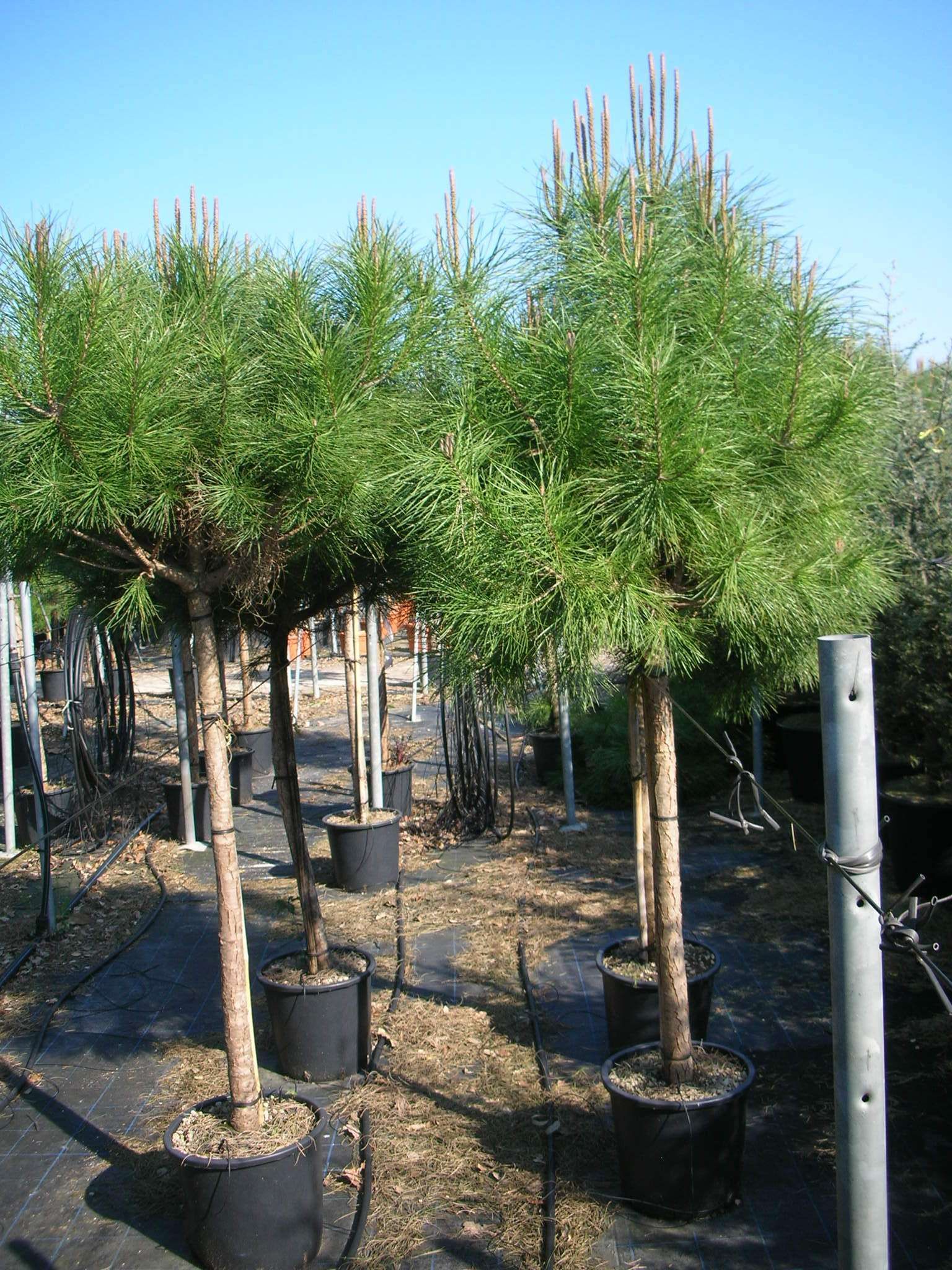 1614264976 pinus pinea 12 14 150 175 796d9dde