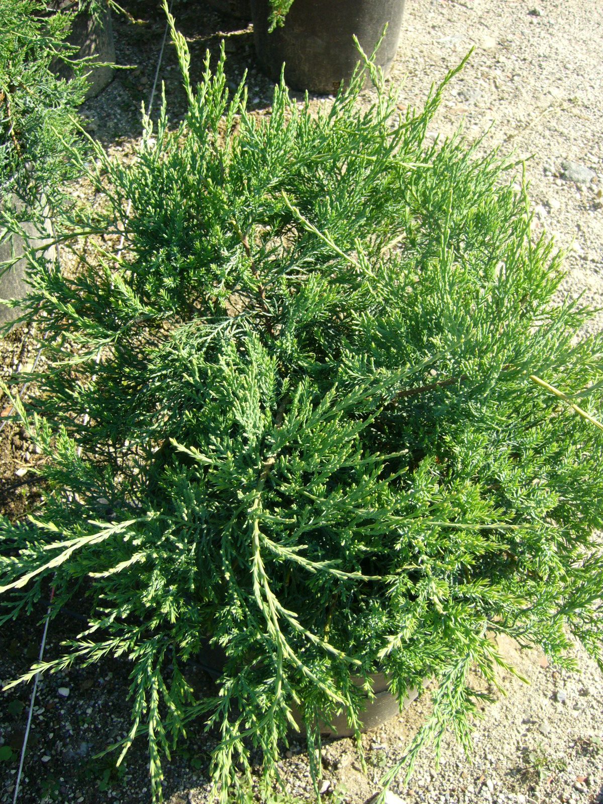 1616692883 JUNIPERUS GREY OWL 7976d978