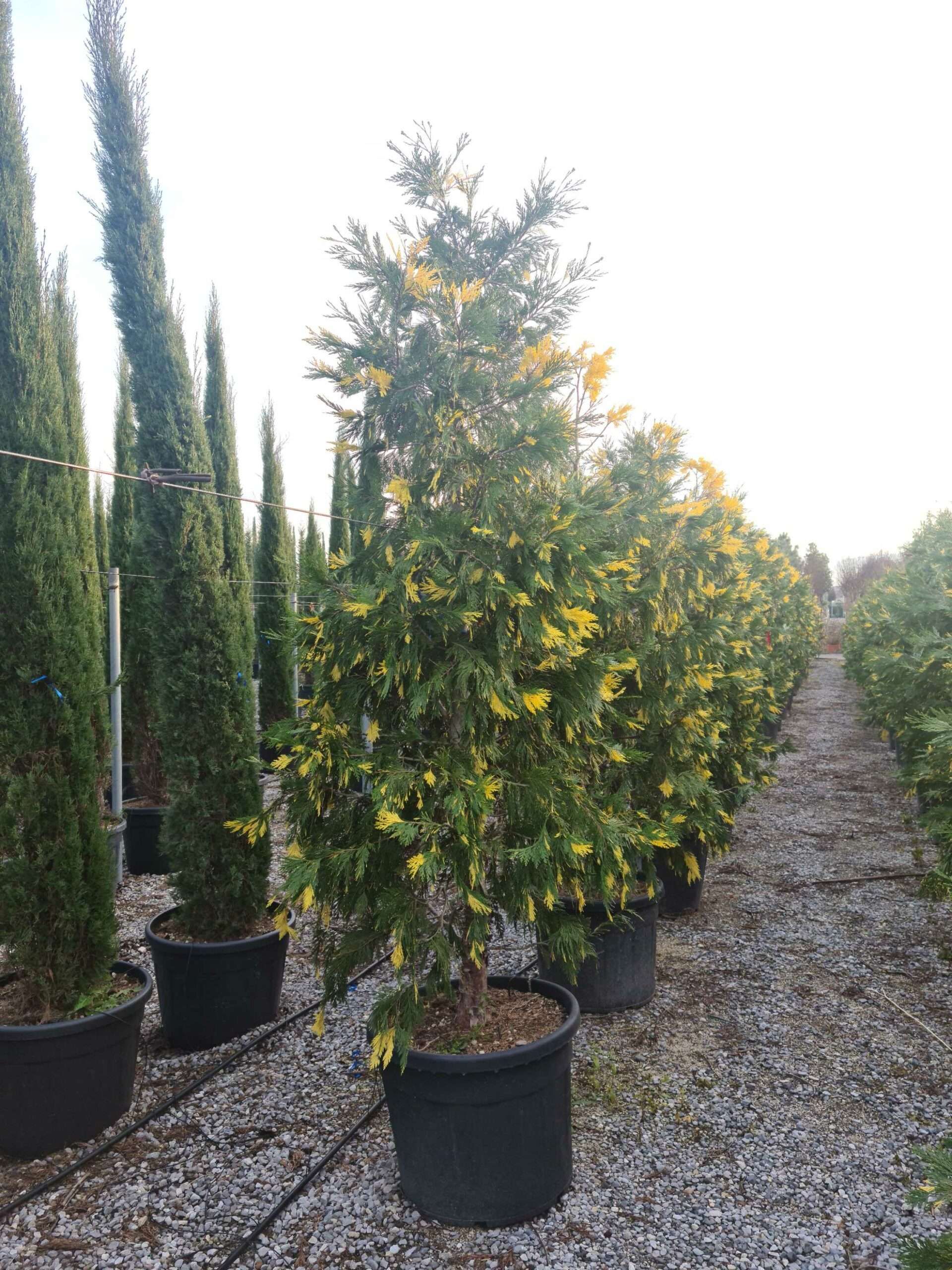 1639492455 scaled 79aed33e