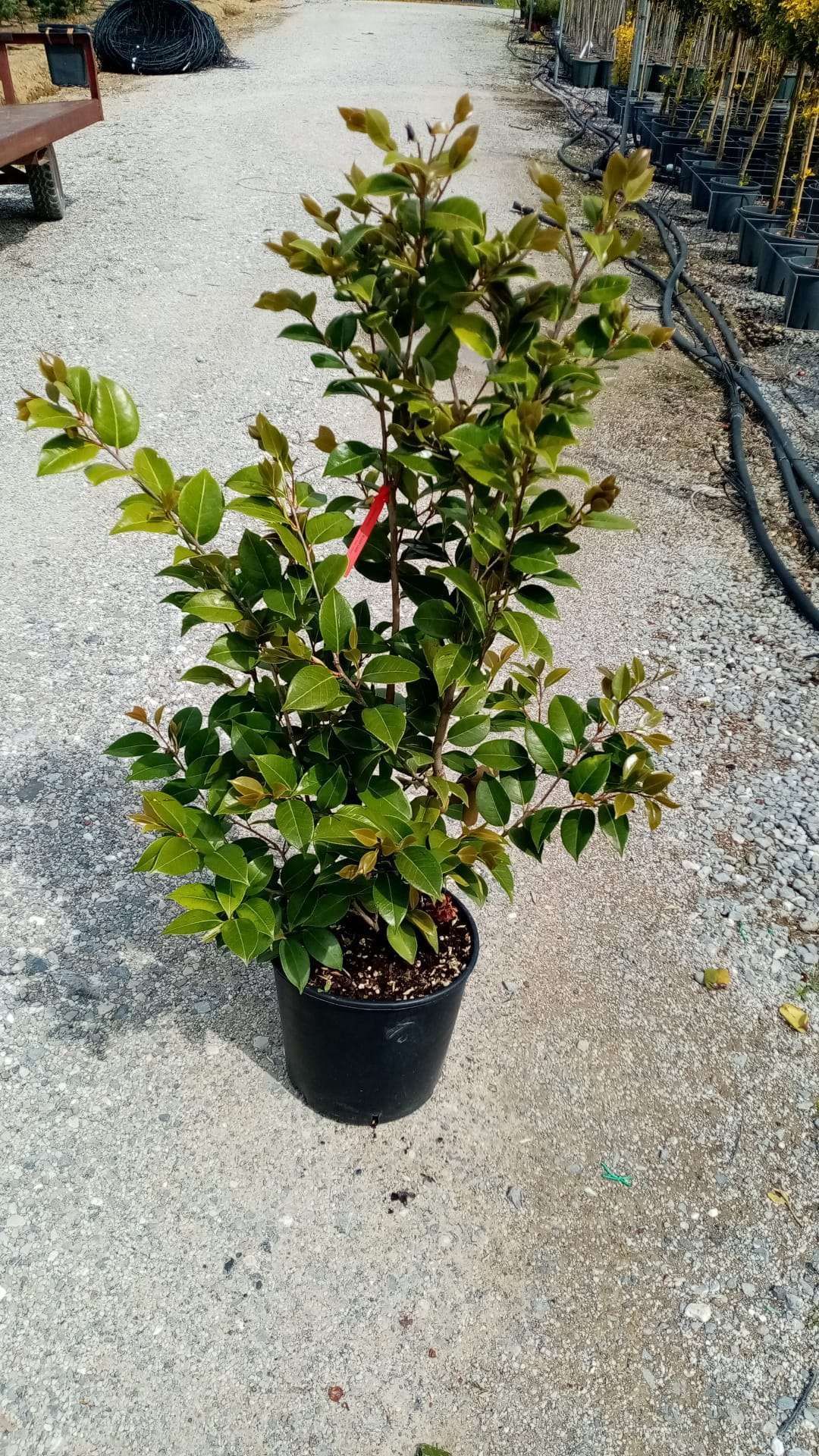 1682836519 Immagine WhatsApp 2023 04 28 ore 14.54.34 798e8773