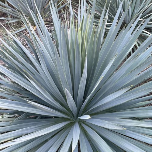YUCCA rostrata 'French Flag'