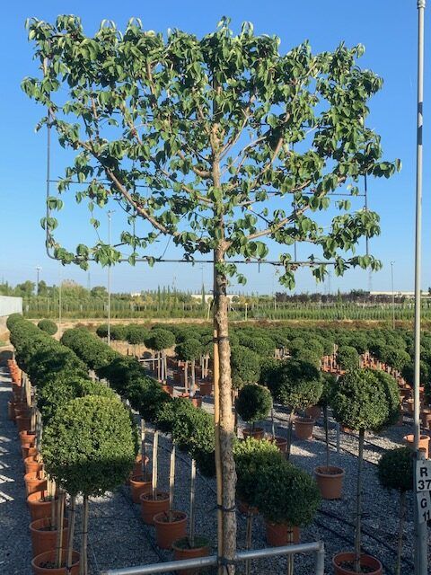 1605614880 Cornus Mas 14 16 pleached frame size 150wx100h 295 1 rotated 7ad6c58b