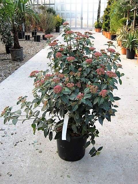 1624377610 viburnum tinus C12 7abd1906