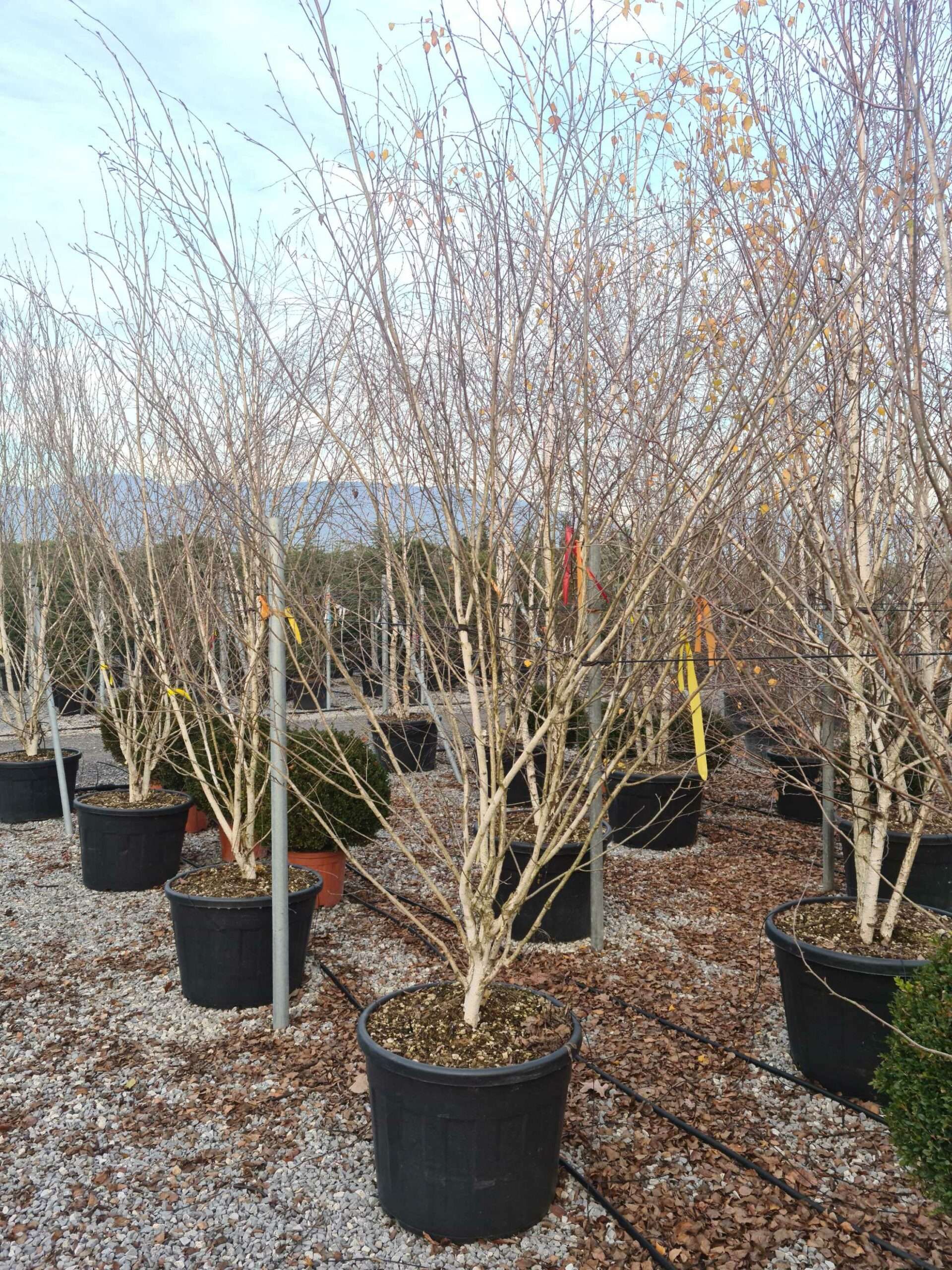 1639493452 scaled 7a4b1156