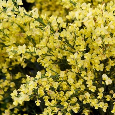 CYTISUS x praecox 'Allgold'