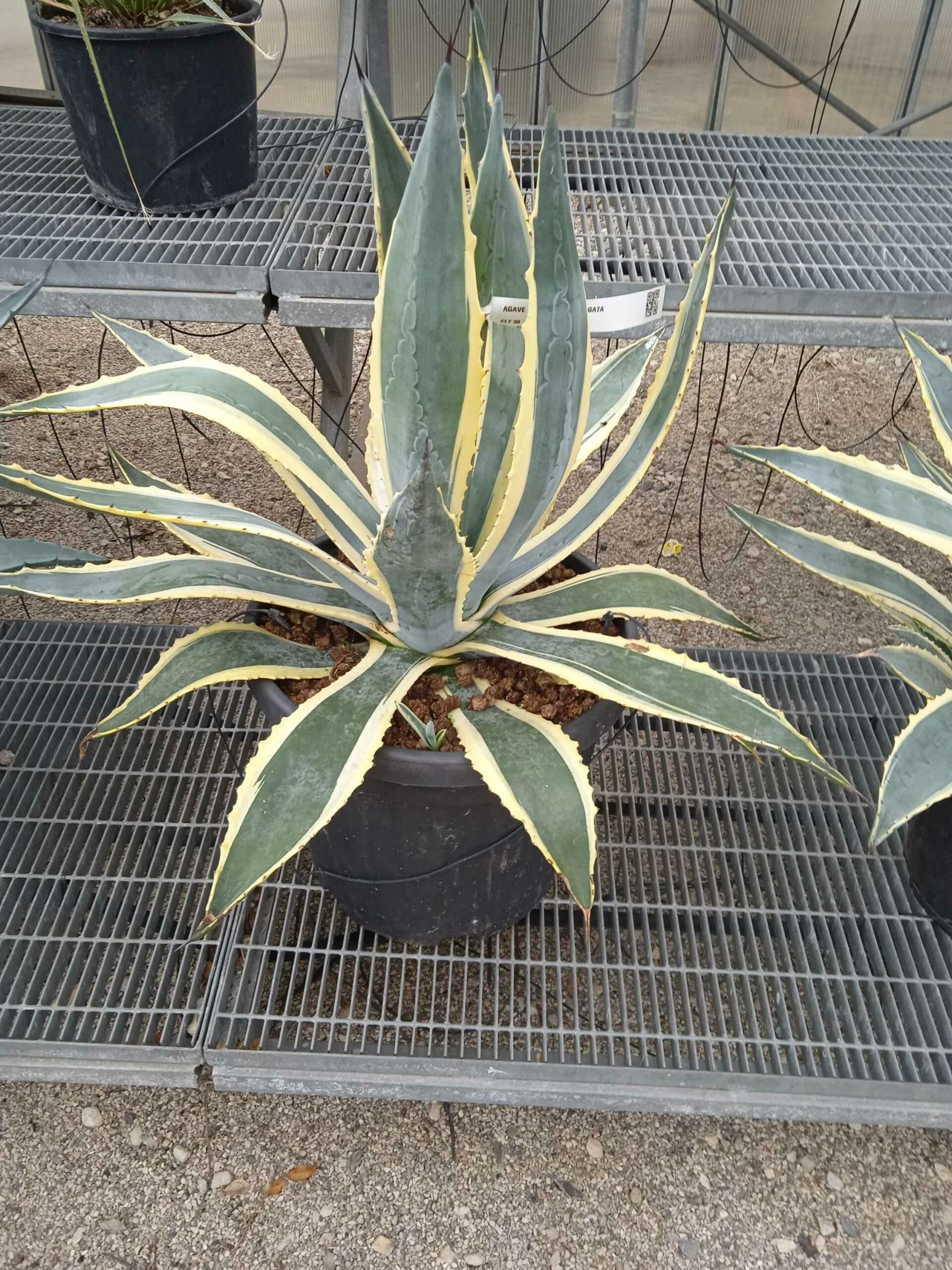 1662188279 scaled 7b7c3ac8