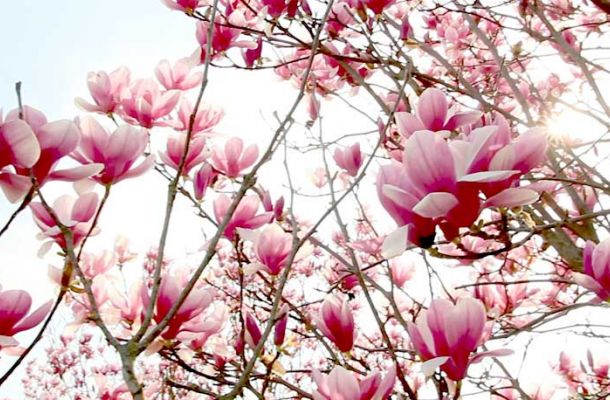 magnolia 7b959c0c