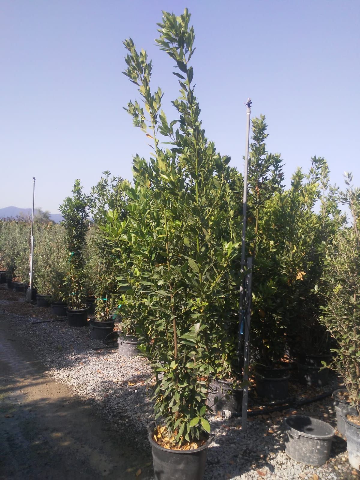 1610883909 Laurus Nobilis c30 2 250 7ce89fc5