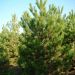 1611846387 Pinus Nigra Austriaca zolla 300 350 2 7c8f46cd