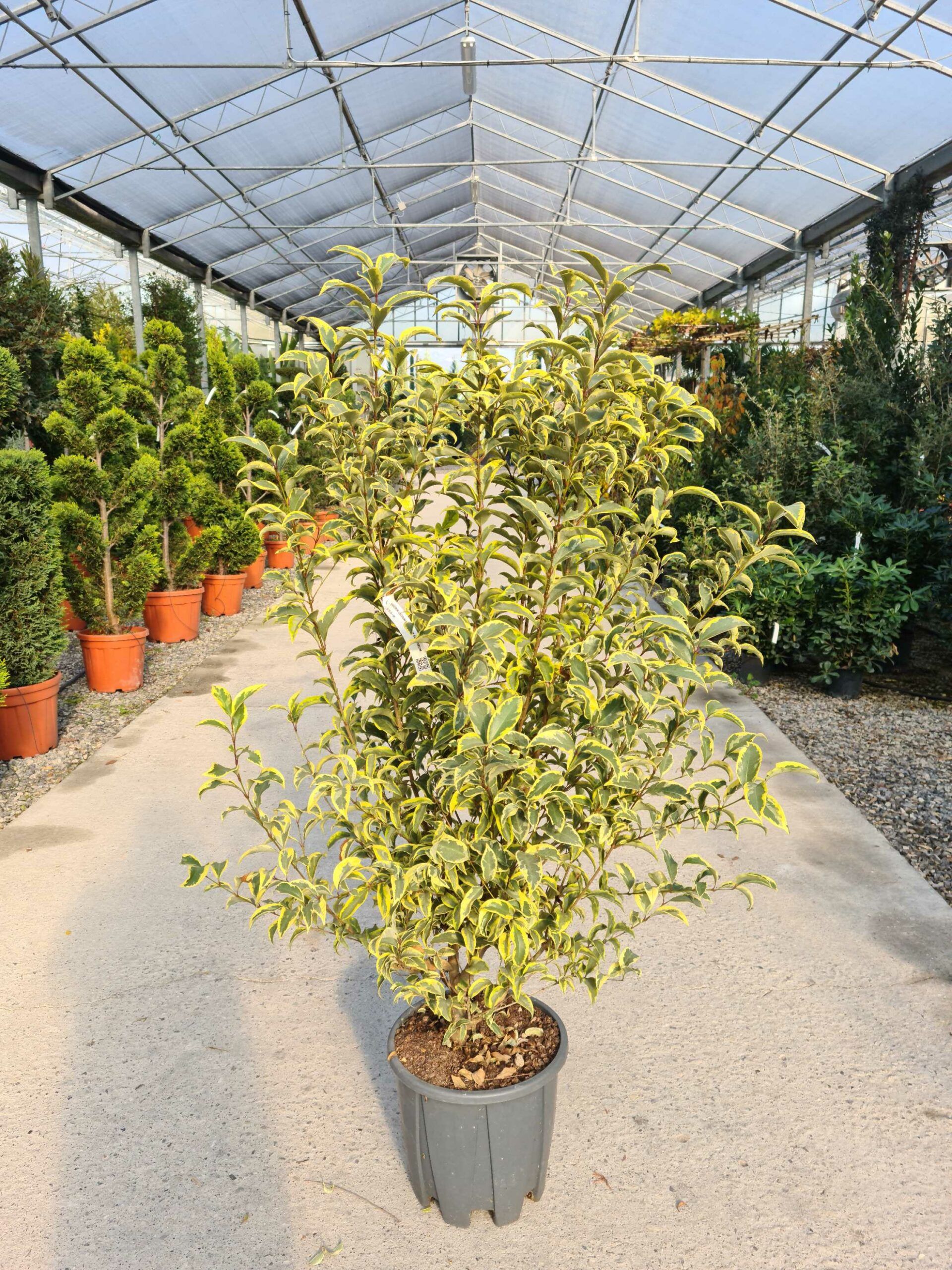 1639478270 scaled 7c0999c9