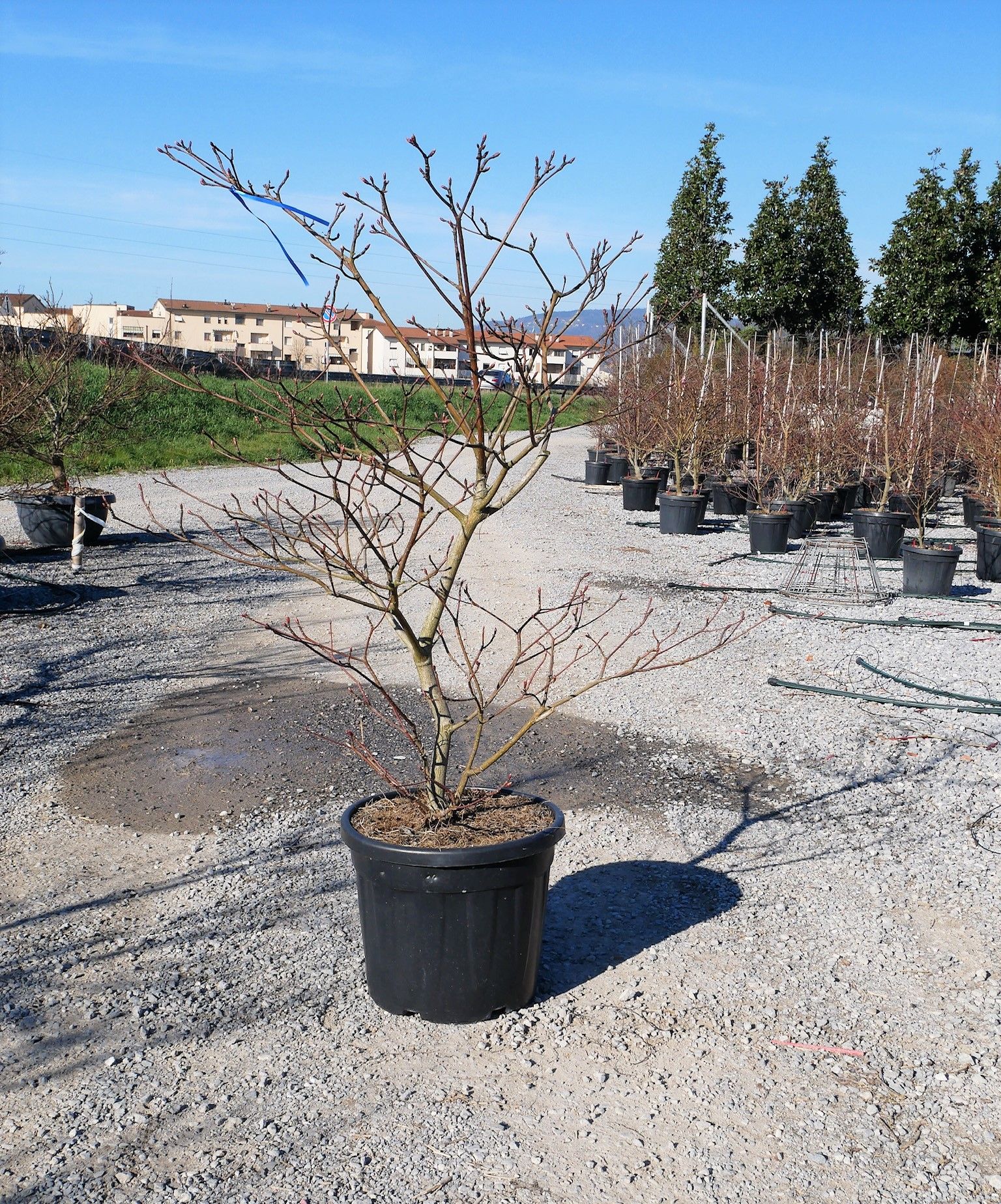 1647245550 3 Cornus controversa Variegata Clt 45 150 175 120 00 1 7c2131cc