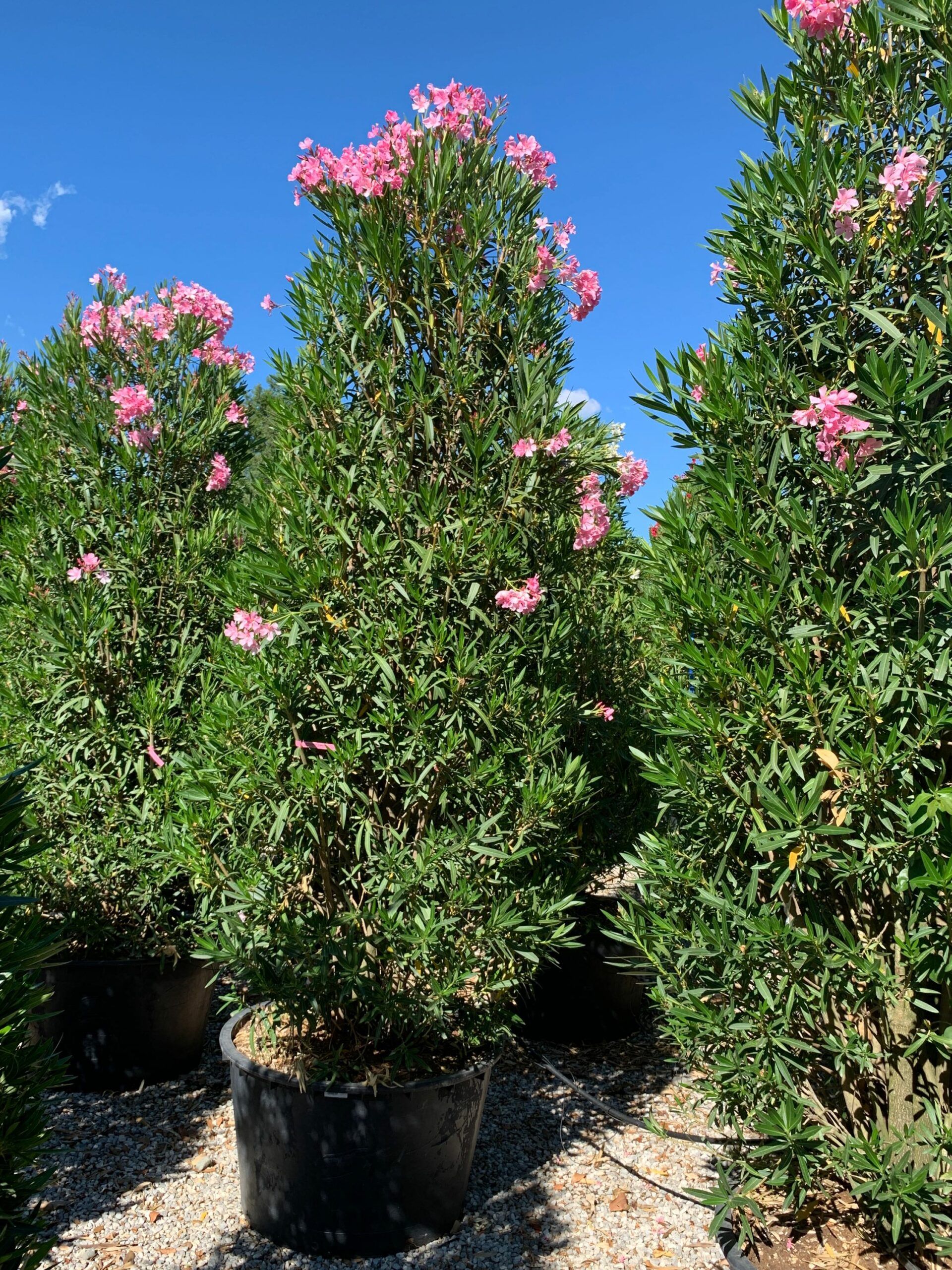 1657292557 scaled 7c9b282f