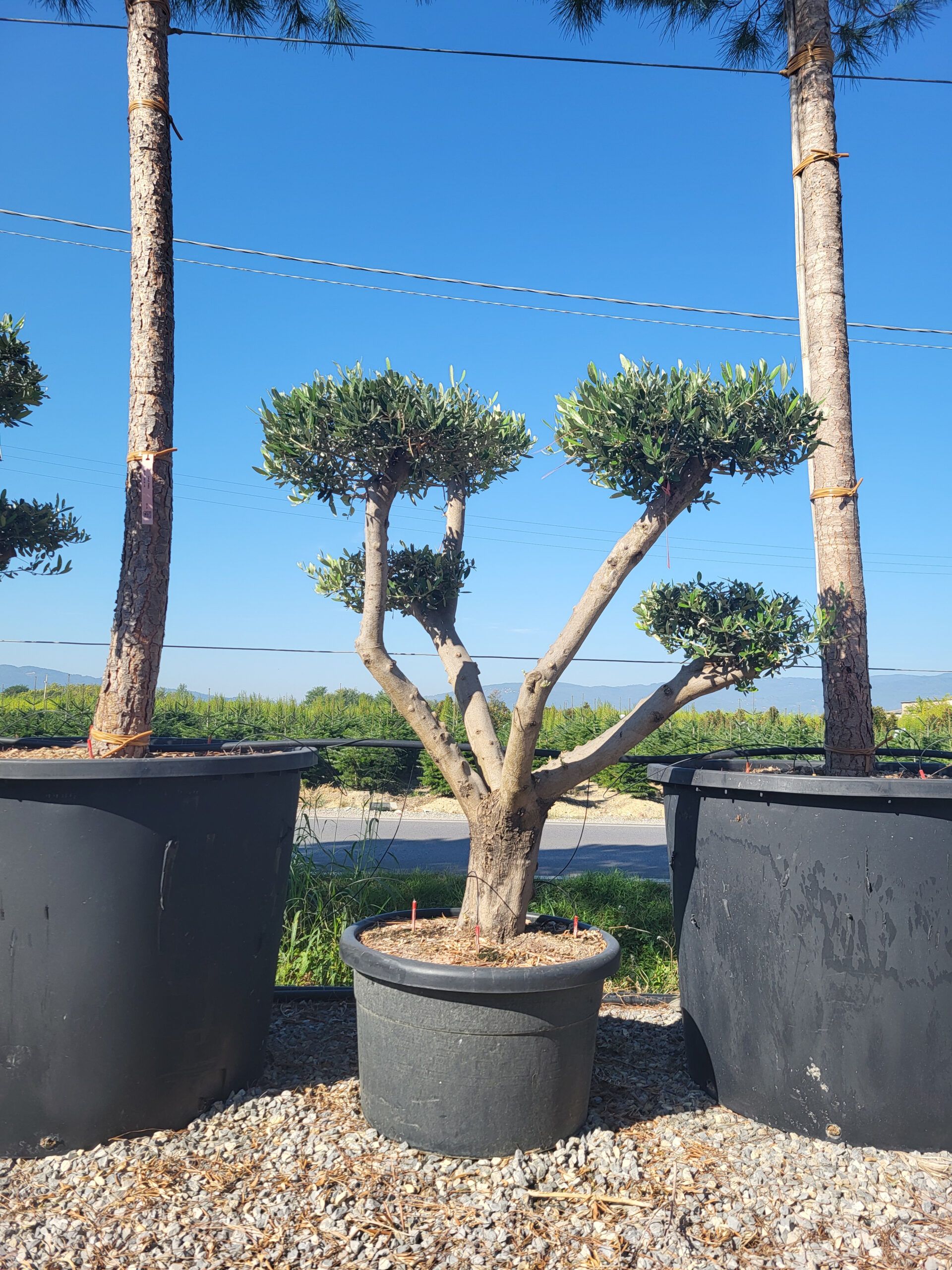 1696398385 scaled 7cb7762e