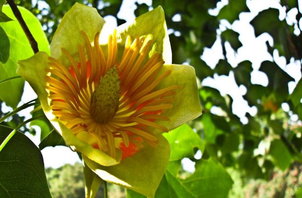 Liriodendron tulipifera fiore 7cebfd05